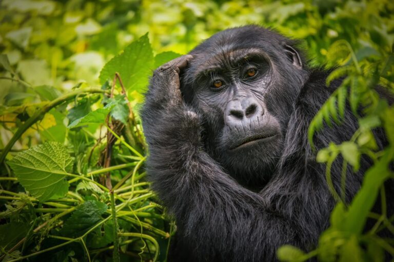 Gorilla Permit Cancellation Policy: Refunds, Rescheduling and Transfers Mountain gorilla in Bwindi on a fly-in safari