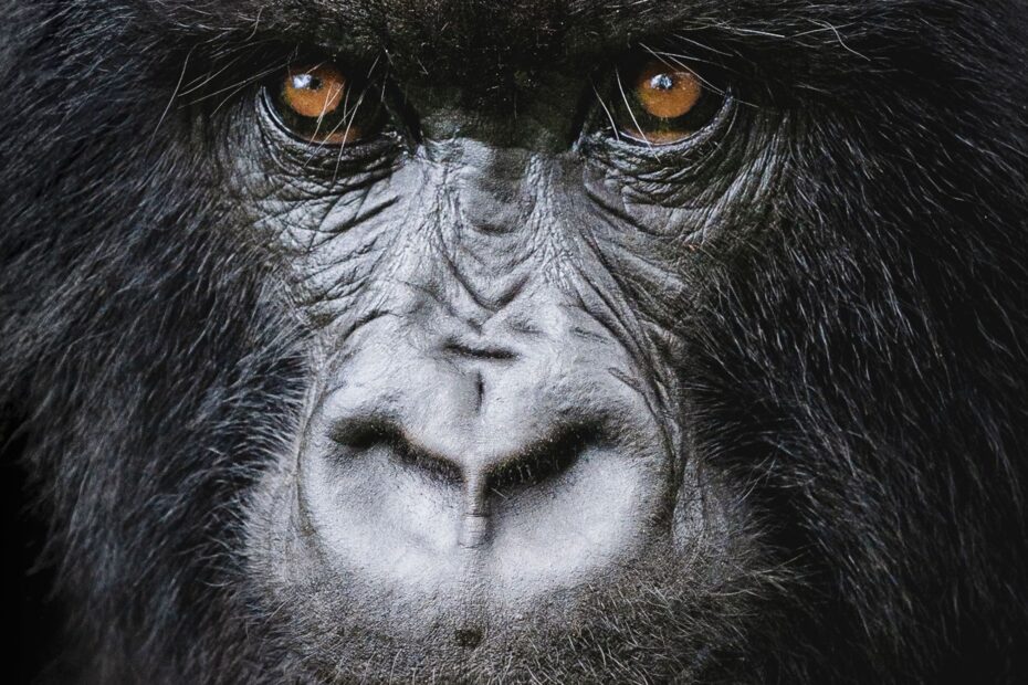 World Gorilla Day: Why September 24 Matters for Uganda's Mountain Gorillas World Gorilla Day: Why September 24 Matters for Uganda's Mountain Gorillas