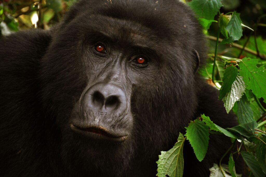 Close-up of a mountain gorilla face, gorilla habituation experience vs gorilla trekking