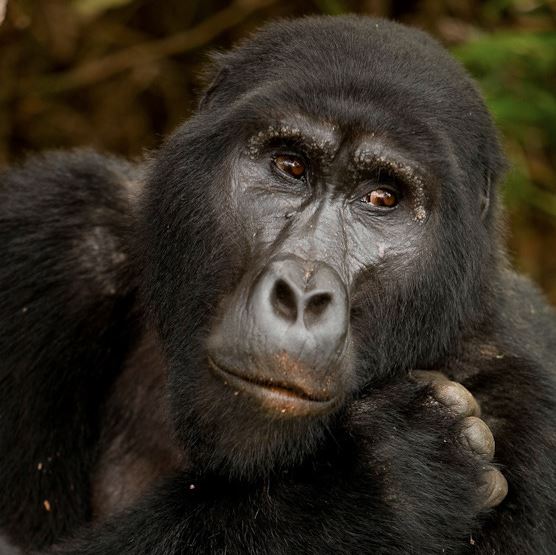 Gorilla Permit Cancellation Policy: Refunds, Rescheduling and Transfers Close-up of a mountain gorilla resting its chin on its hand