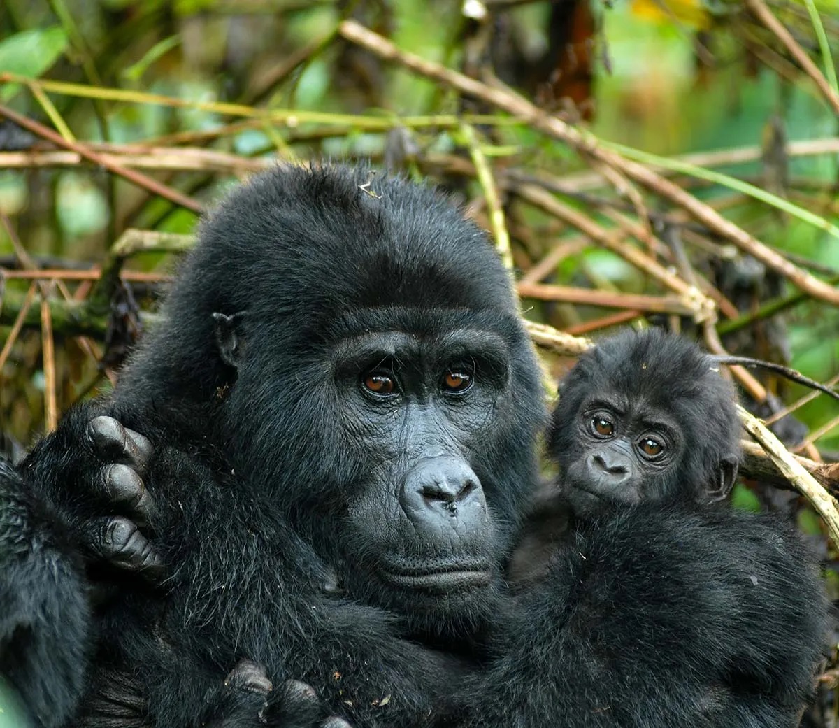 4-Day Fly-In Gorilla Safari