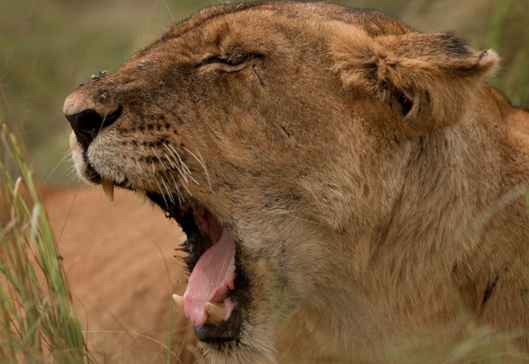 Silverback Gorilla Strength: How Hard Can a Gorilla Punch? 5-Day Midrange Gorilla & Queen Elizabeth Safari