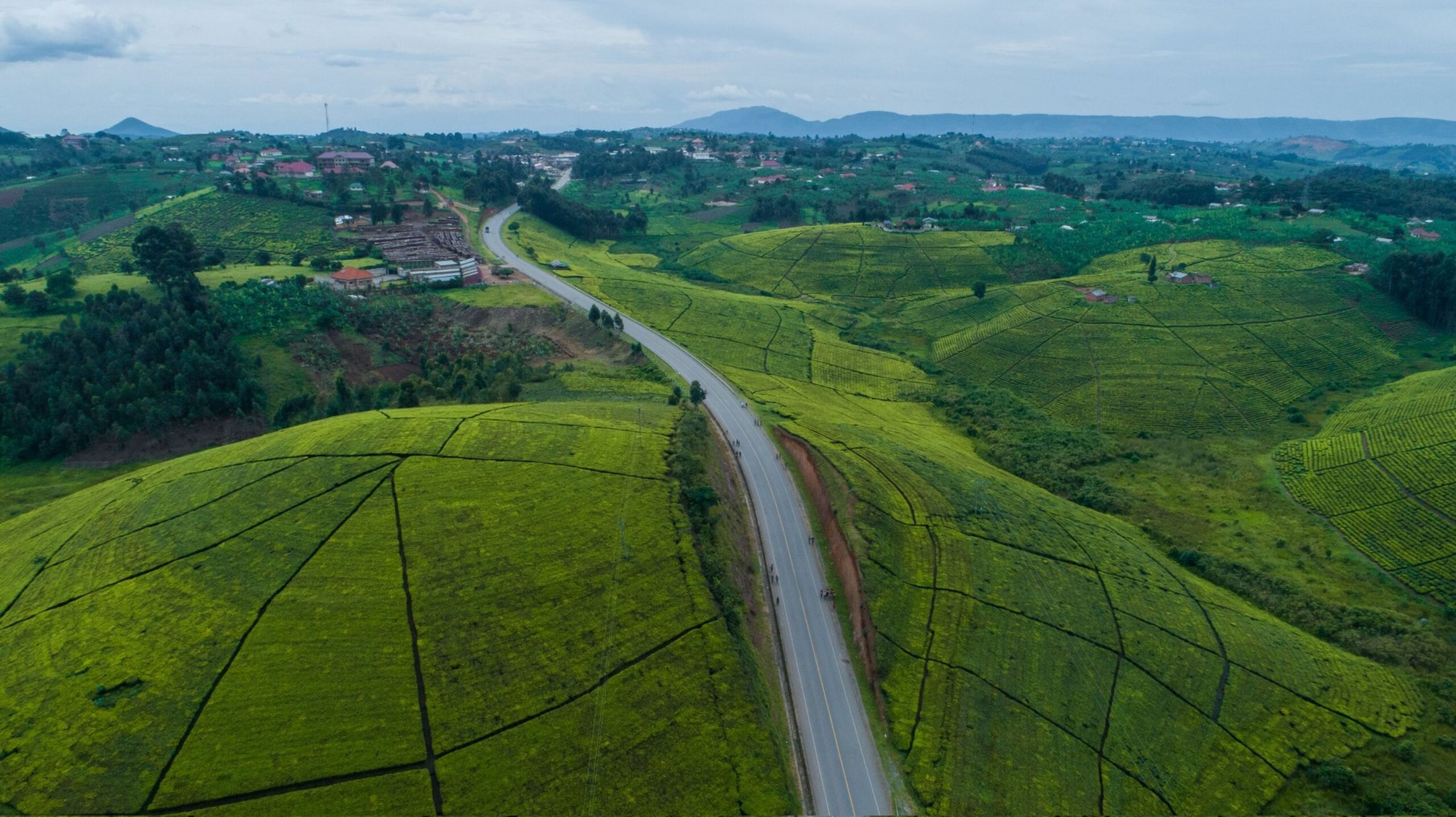 Tree Climbing Lions of Ishasha: The Complete Guid! Igara Green Tea Plantations