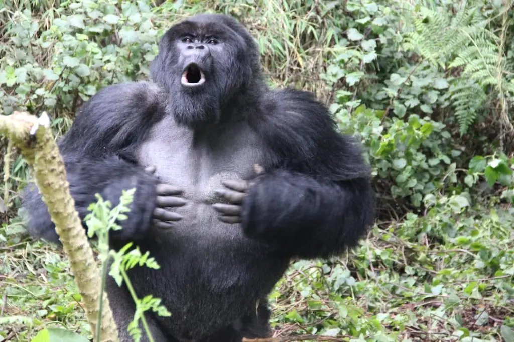 3-Day Fly-In Gorilla Safari