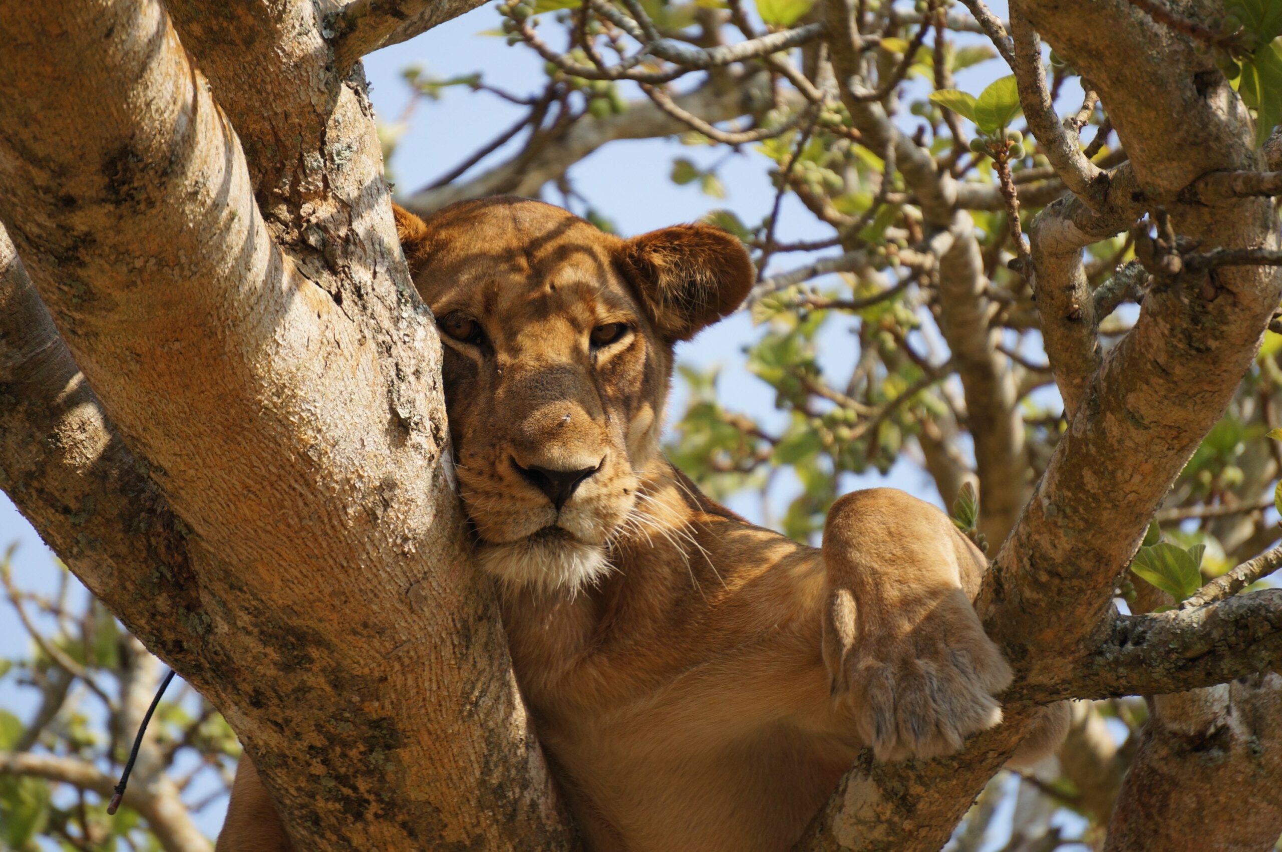 Tree Climbing Lions of Ishasha: The Complete Guid! tree climbing lions of Ishasha