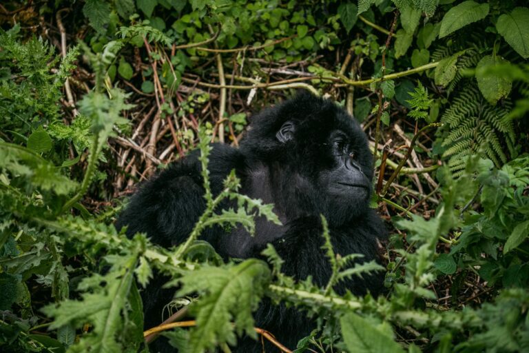 Gorilla Trekking Uganda: Parks, Permits and Tours Mountain gorilla resting in Bwindi on a 3-day fly-in gorilla safari