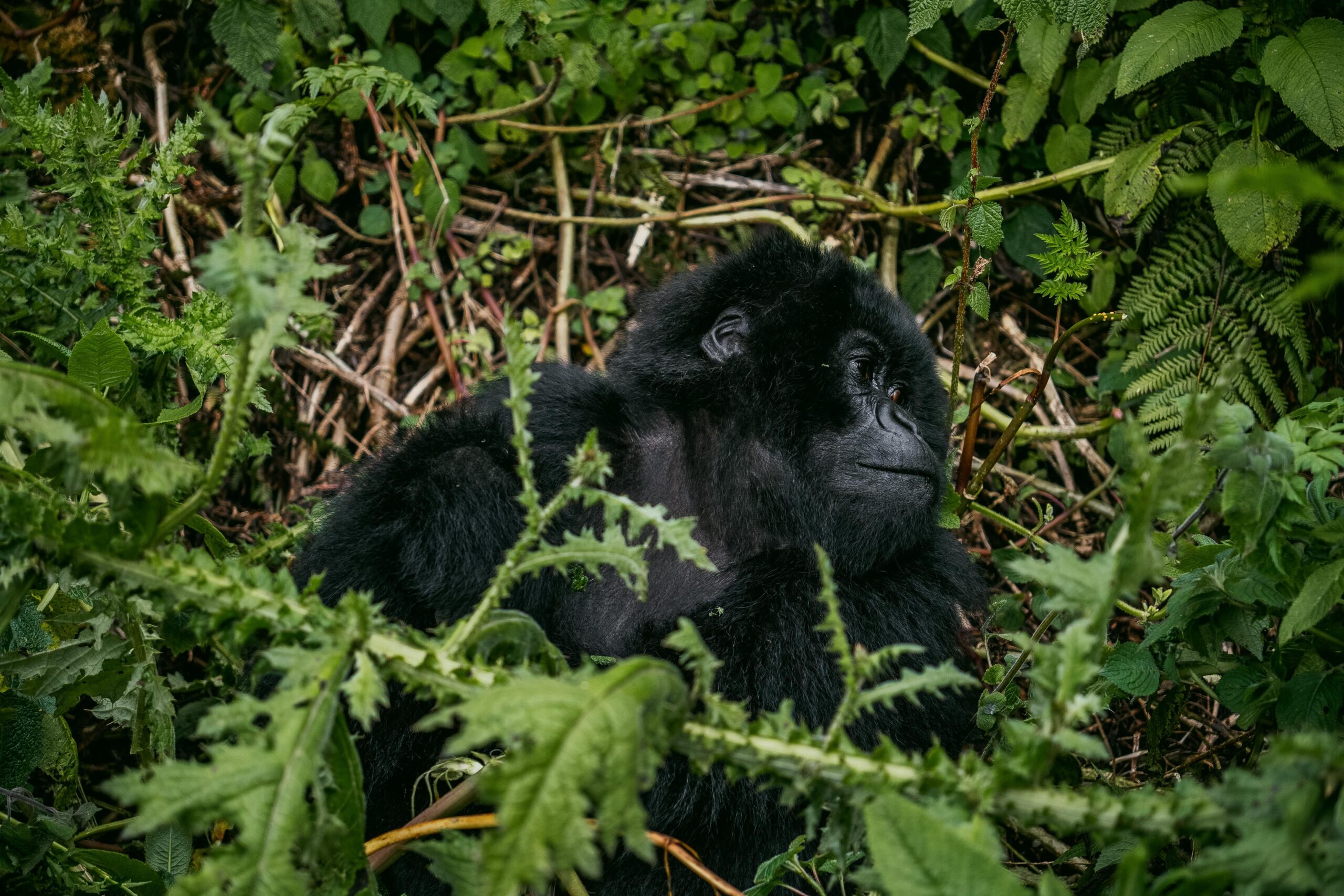 World Gorilla Day: Why September 24 Matters for Uganda's Mountain Gorillas Uganda Gorilla conservation safari