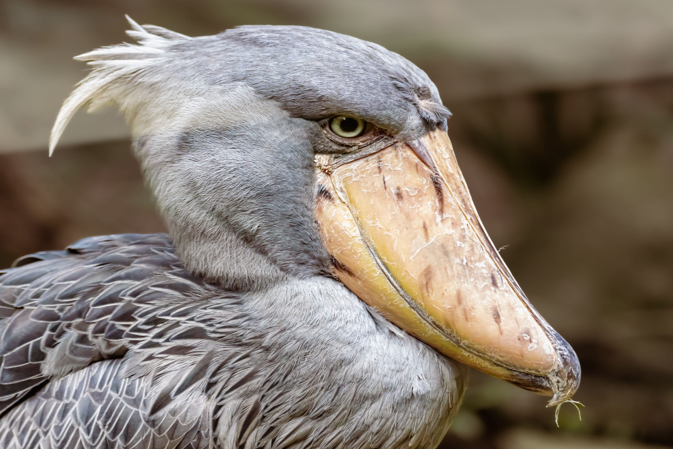 Uganda Birding Itinerary: 4 Ultimate Routes to 600+ Species Uganda Birding Itinerary