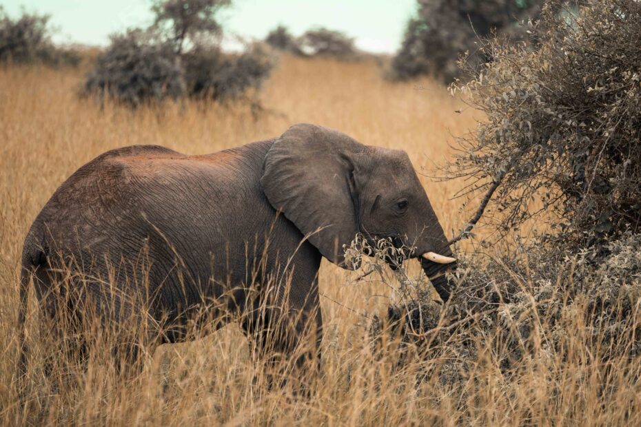 Authentic Uganda Safari: The Country Between the Parks Authentic Uganda Safari: The Country Between the Parks
