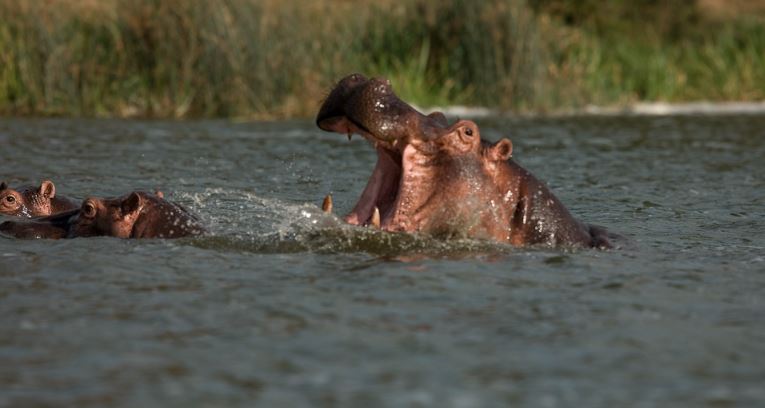 best of Uganda safari
