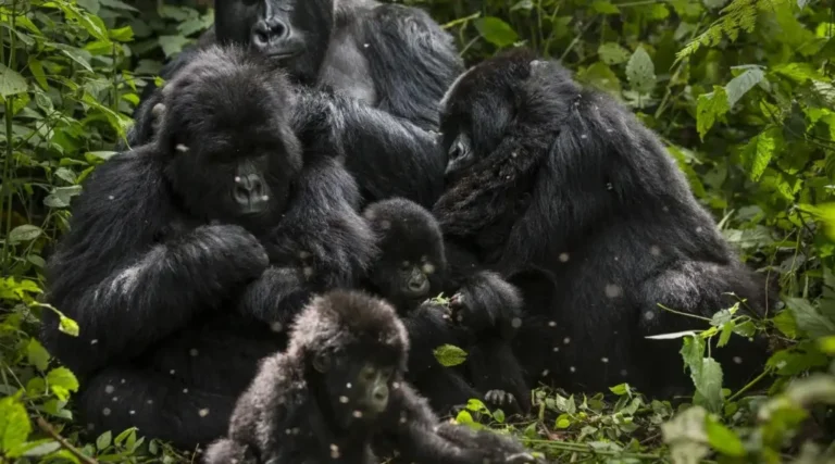 Gorilla Permit Cancellation Policy: Refunds, Rescheduling and Transfers Mountain gorilla mothers and infants huddled together in Bwindi