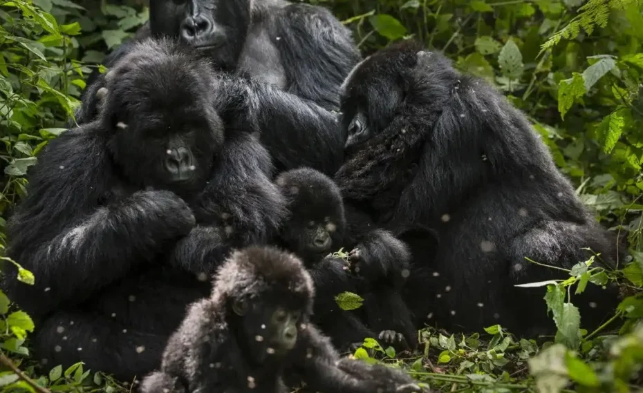 10 Reasons a Gorilla Trekking Adventure Is Africa's Most Unforgettable Experience 10 Reasons a Gorilla Trekking Adventure Is Africa's Most Unforgettable Experience