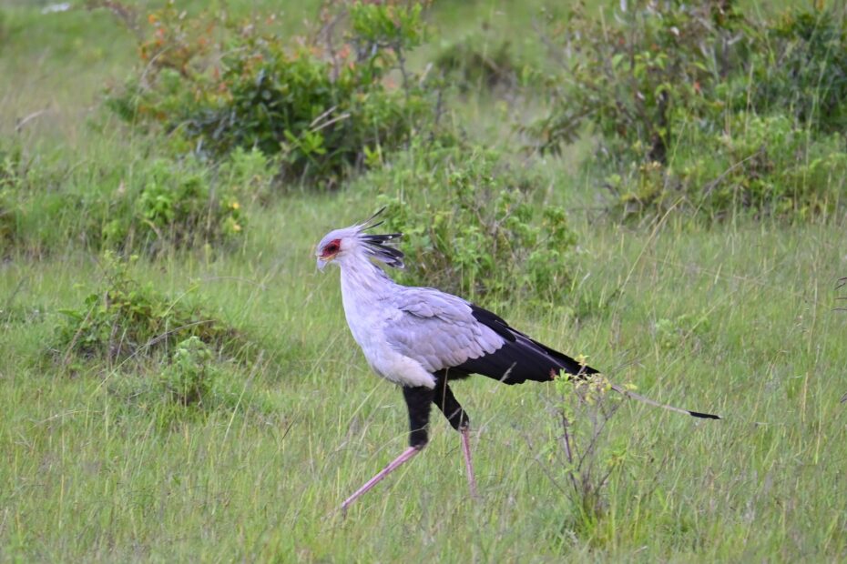 Uganda Birding Itinerary: 4 Ultimate Routes to 600+ Species Uganda Birding Itinerary: 4 Ultimate Routes to 600+ Species