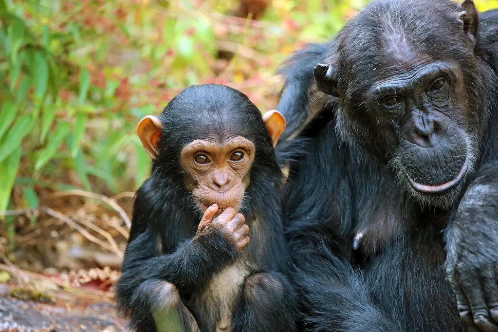 3-Day Chimp Safari: Kibale Forest Trekking Tour 3-Day Chimp Safari