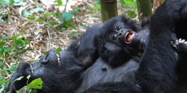 Mountain gorillas in Bwindi, one of the most famous Uganda national parks