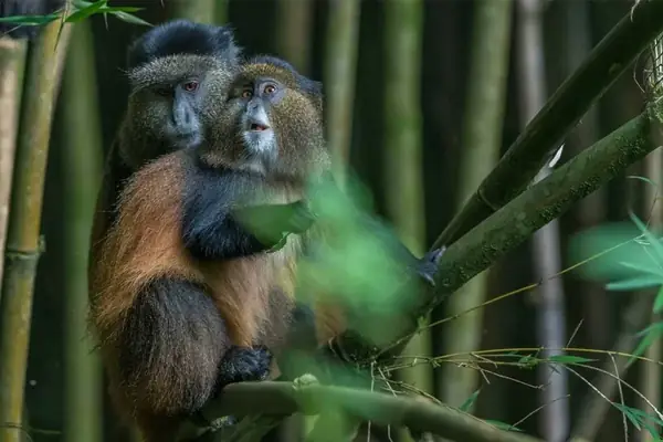 Golden monkeys in Mgahinga Gorilla National Park, Uganda