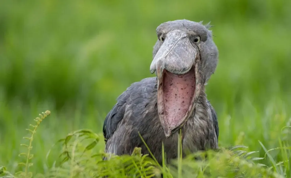 Shoebill stork in a Uganda swamp, a highlight of birding on Uganda safaris