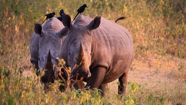 White rhinos at Ziwa Rhino Sanctuary, a highlight beyond the Uganda national parks