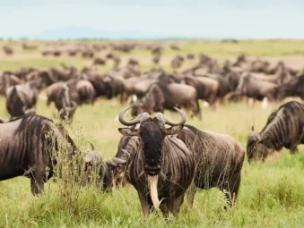 Gorilla Safaris Since 2014