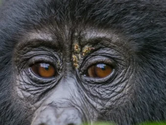Gorilla Safaris Since 2014