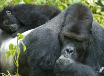 2-Day-Uganda-Gorilla-Trekking-tour-scaled (1) Uganda Birding Itinerary: 4 Ultimate Routes to 600+ Species