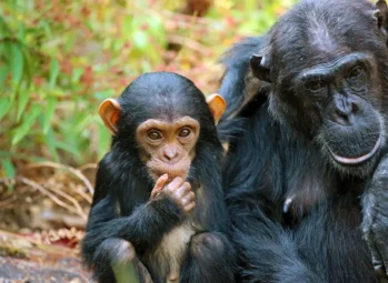 Is 3 Days Enough Time for Gorilla trekking In Uganda?