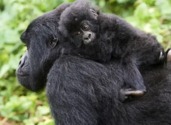 3 Day Gorilla Trekking Uganda 3 day gorilla trekking Uganda: a mother mountain gorilla carrying her baby in Bwindi