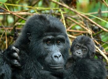 Do a Beautiful Forest Hike To See Golden Monkeys