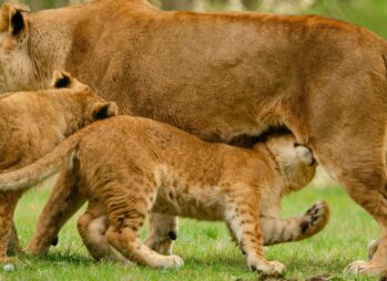 Uganda Cultural Safaris: A Journey into Tradition and Responsible Tourism