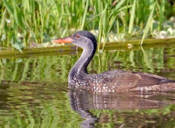 African-Finfoot-3 Visa to Visit Tanzania: Your Ultimate Guide to a Seamless Adventure (2026)
