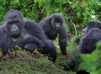 7 best Uganda safari packages