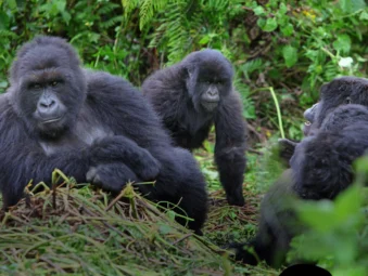 7 best Uganda safari packages