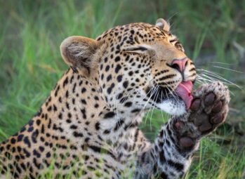 Animals-of-Uganda-2-20 The Ultimate Guide to an Unforgettable Serengeti Safari in 2026!