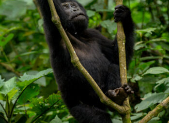 Rhinos in Kidepo: 7 Things to Know About Uganda’s New Big Five Safari Destination