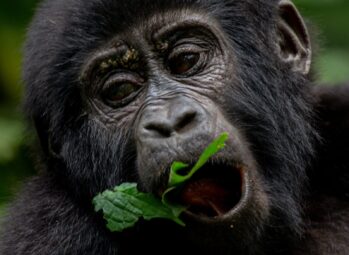 BINP-178-scaled Best Places to Visit in Uganda for Locals