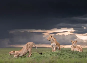 Discover Uganda Tours: Remarkable Adventures to Explore Uganda in 2026/2027