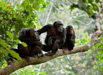 Uganda in March: Is March a good time to visit Uganda in 2026?