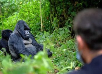 Mountain Gorilla Trekking Permits Uganda