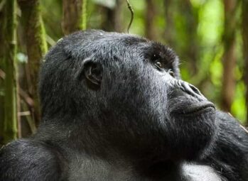 Community Tourism in Uganda: Promoting Community Growth and Eco-Friendly Adventures 2026!