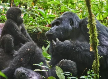 Ultimate Packing List for Gorilla Trekking in 2026: Essentials for a Perfect Adventure