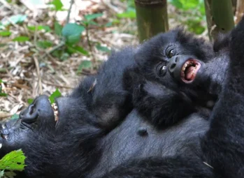 Solo Uganda Gorilla Safaris: The Ultimate 2026 Life-Changing Guide for Solo Travelers