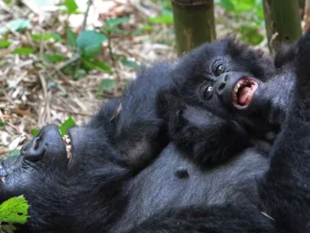Gorilla Safaris Since 2014