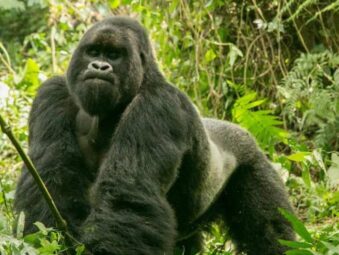 Gorilla Safaris Since 2014