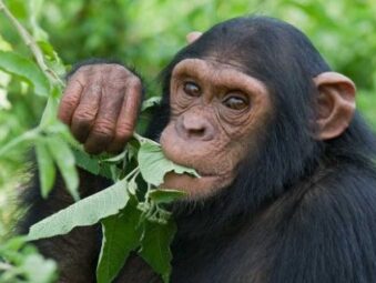 Gorilla Safaris Since 2014