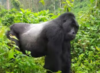 Unforgettable Gorilla Habituation Experience in Bwindi Impenetrable Forest 2026