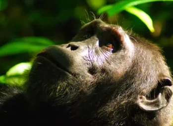 Rwanda Gorilla Safari: A Lifetime Wildlife Adventure for The Next 10 years+