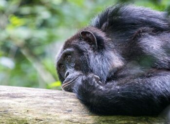 Customized 10-Day Rwanda, Uganda & Tanzania Safari & Beach Escape (2026/2027)