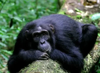 17 Awe-Inspiring Hidden Gems in Uganda – Must-Visit Tourist Destinations for 2026!