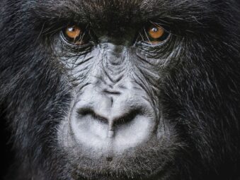 Gorilla Safaris Since 2014
