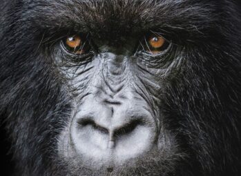 DIAN FOSSEY GORILLA CONSERVATION Gorilla Trekking Permits in Uganda: 10 Things to Know Before You Book